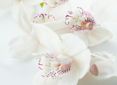 Pearl Orchid Premium Green Oolong Tea