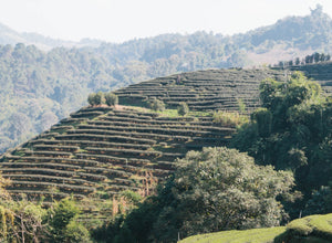 Iron Buddha Premium Oolong